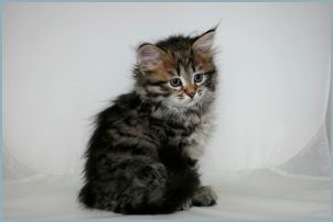 Female Siberian Kitten from Deedlebug Siberians